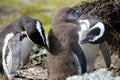 Penguin Family Royalty Free Stock Photo