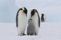 Penguin Family Royalty Free Stock Photo