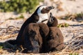 A penguin family in ist nest at Boulders Beach