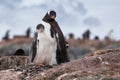 Penguin family on the nest in the colony of Gentoo penguins in Antarctica, Antarctic Peninsula Royalty Free Stock Photo