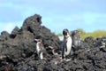 Penguin family in the wild, Galapagos Islands