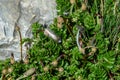 Penguin feathers caught in a plant with a rock in the background