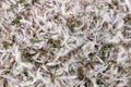 Penguin feathers lying on grass, Saunders Island, Falkland Islands