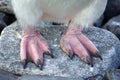 Penguin feet in Antarctica