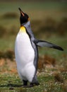 Penguin flight Royalty Free Stock Photo