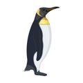 Penguin, flightless sea bird. The Imperial Penguin single icon in cartoon style vector symbol stock illustration web.