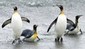 Penguin Fun in the Waves Royalty Free Stock Photo