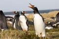 Penguin (Gentoo) Calling in the colony. Falklands. Royalty Free Stock Photo