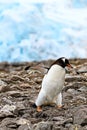 Penguin - gentoo penguin - Pygoscelis papua - waddling over stones in front of glacier in beautiful Neko Harbour, Antarctica