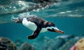 penguin gentoo swimming marine life underwater oce