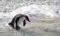 Penguin going for a swim Royalty Free Stock Photo