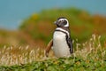 Penguin in grass, funny image in nature. Falkland Islands. Magellan penguin in the nature habitat. Summer day in the nature, green