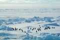 Penguin group in icescape Royalty Free Stock Photo
