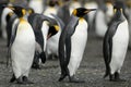 Penguin Guards Royalty Free Stock Photo