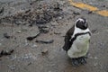 Penguin in Hermanus, Garden Route, Western Cape, South Africa