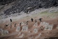 Penguin Highway on Paulet Island Royalty Free Stock Photo