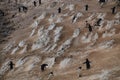 Penguin Highway on Paulet Island Royalty Free Stock Photo