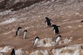 Penguin Highway on Paulet Island Royalty Free Stock Photo