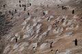 Penguin Highway on Paulet Island Royalty Free Stock Photo