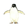 Penguin holding wide wings and standing, front view