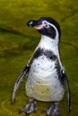 Penguin - Humboldt penguin Spheniscus humboldti.Close up Royalty Free Stock Photo