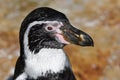 Penguin - Portrait - Humboldt penguin Spheniscus humboldti.Close up Royalty Free Stock Photo