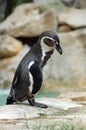 Penguin Humboldt - Spheniscus humboldti Royalty Free Stock Photo