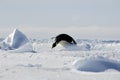 Penguin hurdle race