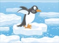 Penguin on an ice floe