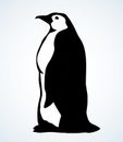 Penguin on the ice. Vector drawing