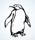 Penguin on the ice. Vector drawing