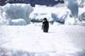 Penguin icebergs Royalty Free Stock Photo