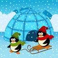 Penguin igloo