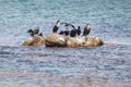 Penguin Island outside of Cape Town South Africa Royalty Free Stock Photo