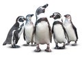Penguin isolated Royalty Free Stock Photo