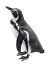 Penguin isolated on a white
