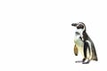 Penguin isolated on white background. Royalty Free Stock Photo