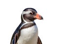 Penguin isolated on white background Spheniscus humboldti Royalty Free Stock Photo