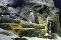 Penguin in Kaiyuken Aquarium in Osaka. Japan Royalty Free Stock Photo