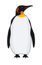 Penguin ,King Penguin vector illustration.Penguin vector stock image