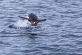 Penguin leaping out of water to breath in Antarctica during foraging action, frozen movement of animal in the air above surface,