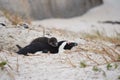 Penguin and little chick resting