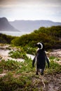 Penguin looking off at distant coastline in South Africa