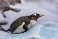 Penguin in Loro Park. Tenerife, Spain