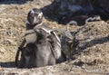 Penguin Magellan Royalty Free Stock Photo