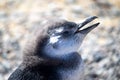 Penguin of Magellan, Patagonia Argentina