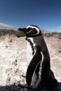 Penguin of Magellan, in Punta Tombo