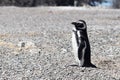 Penguin of Magellan, Patagonia Argentina