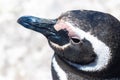 Penguin of Magellan, Patagonia Argentina