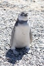 Penguin of Magellan, Patagonia Argentina